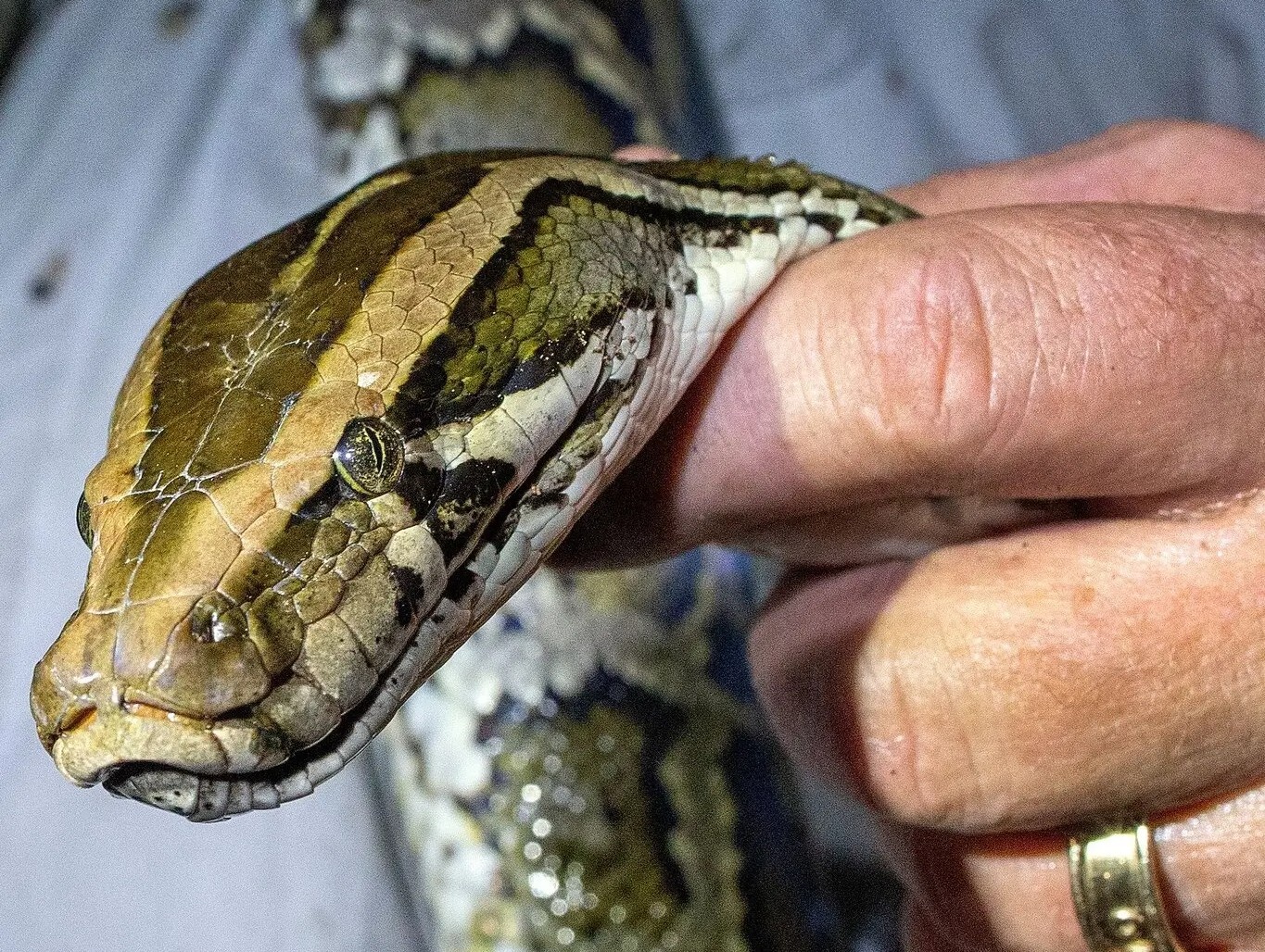 Loai xam lan kho giai quyet nhat tren toan cau hinh anh