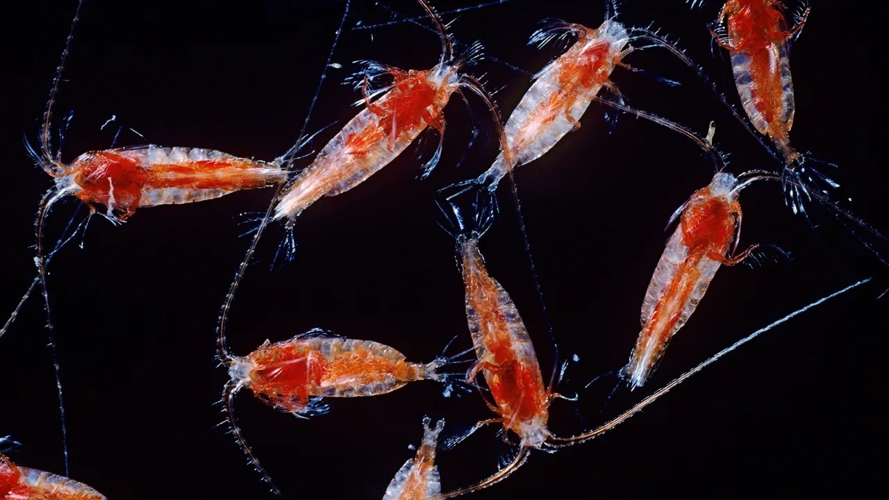 Su song trong 'vung chang vang' ben bo vuc sup do hinh anh