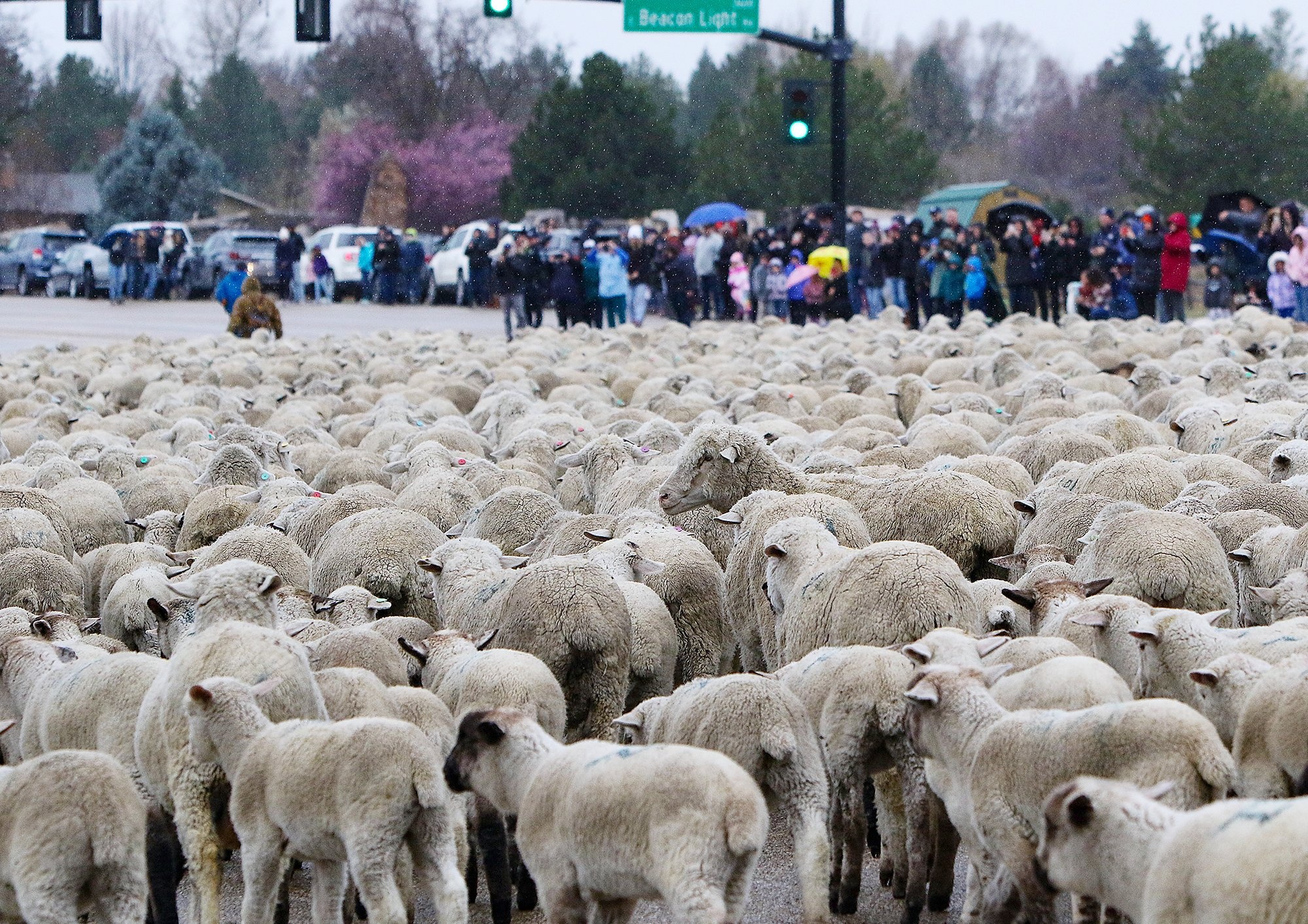 2.500 con cuu tran ra cao toc My, nguoi dan thich thu ngam nhin hinh anh