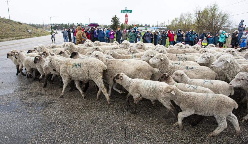 cuu bang qua duong anh 8