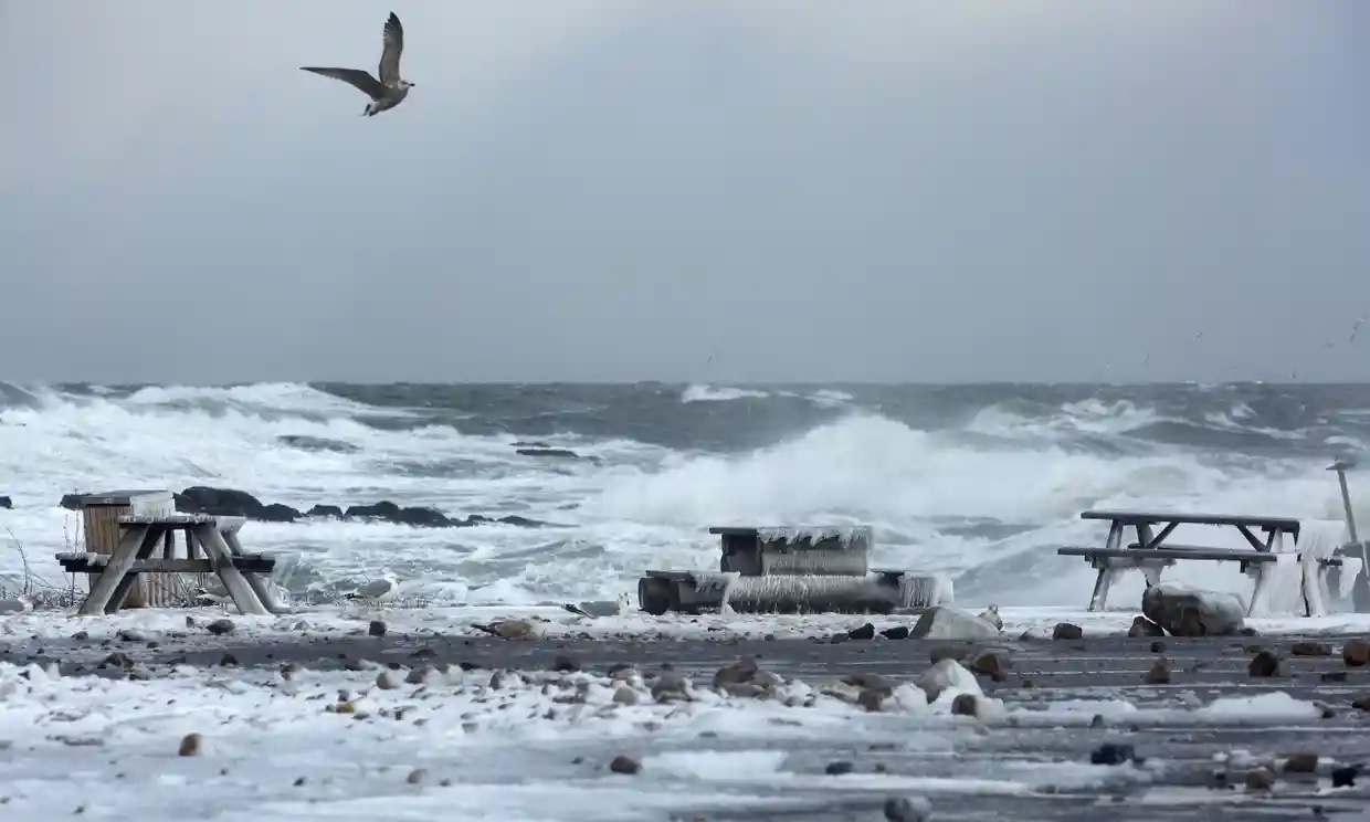 Hang loat rung chan bi an tren dao Dan Mach hinh anh