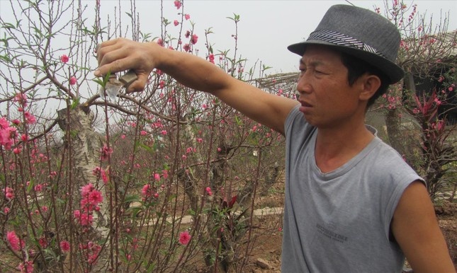 Xu huong dao the choi Tet - thue thay vi mua hinh anh