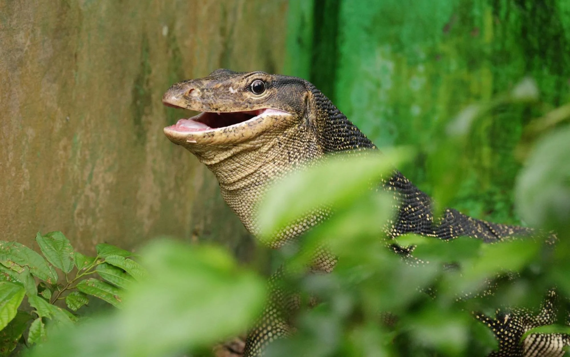 'Rong 5 mong' gay sot o Hong Kong vao Tet Giap Thin hinh anh