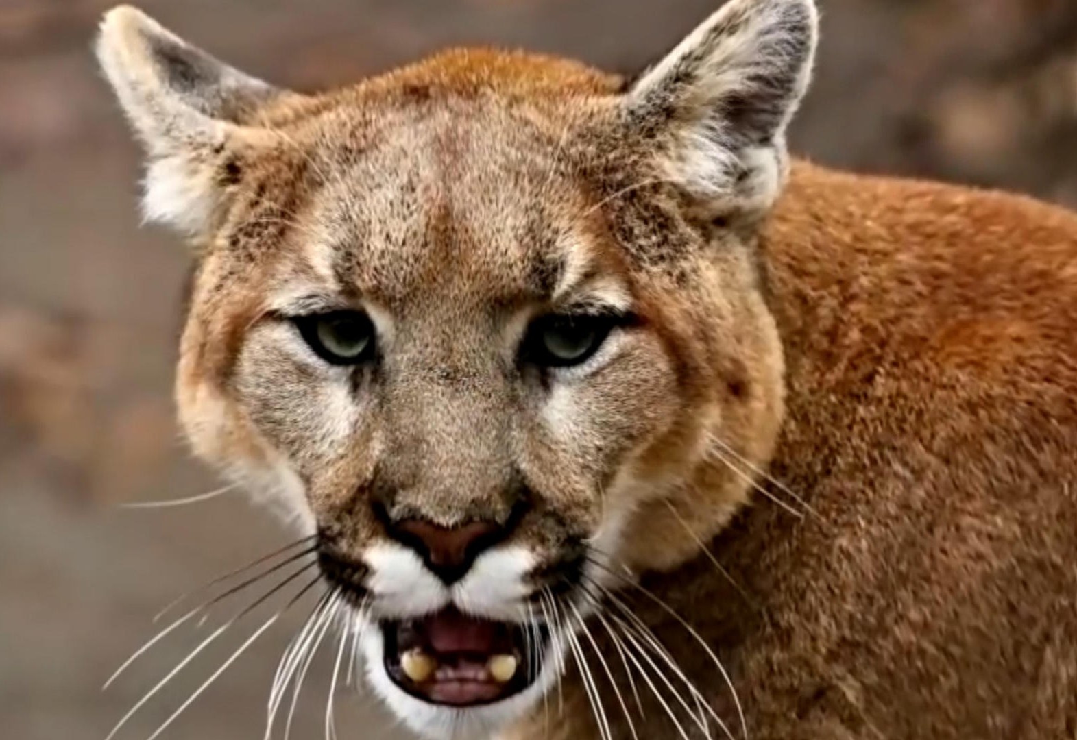 Su tu nui bi an tu sau cai chet cua thanh nien 21 tuoi o California hinh anh