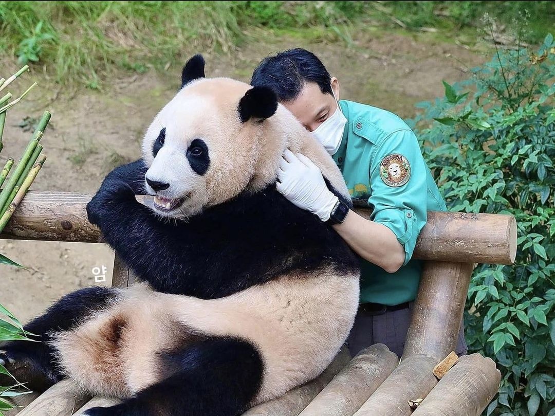 Nguoi ham mo Han Quoc doi mua tien 'sieu sao' Fu Bao ve nuoc hinh anh