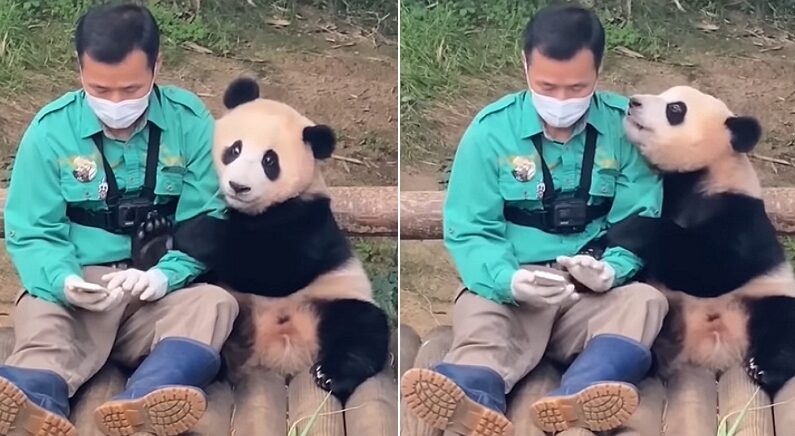 Gấu trúc Fu Bao,  Fu Bao về nước ảnh 16 Gau truc Fu Bao,  Fu Bao ve nuoc anh 16