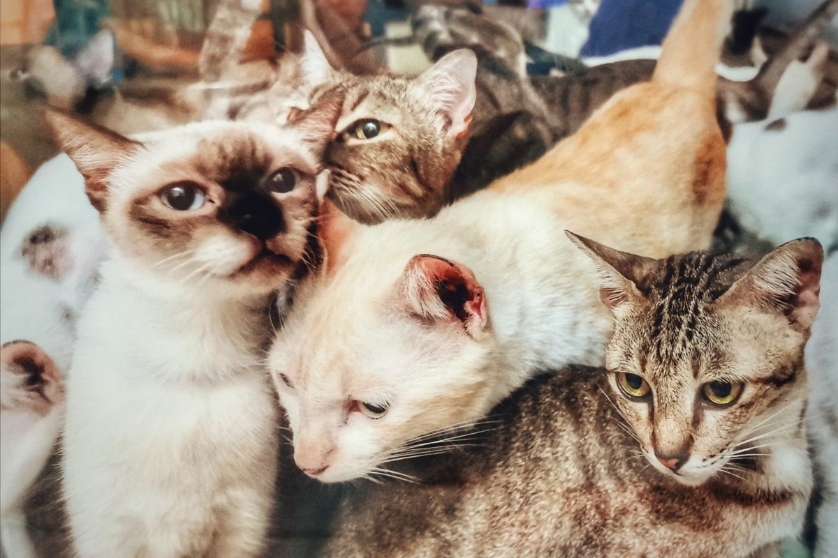 Nam thanh nien Han Quoc bi ket an tu vi giet 76 con meo hinh anh