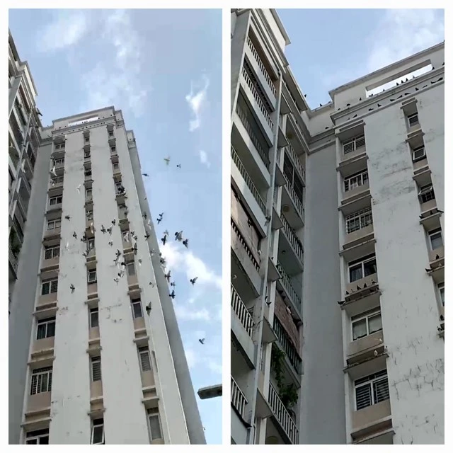 Dien bien moi vu chim bo cau 'bua vay' chung cu o Thu Duc hinh anh