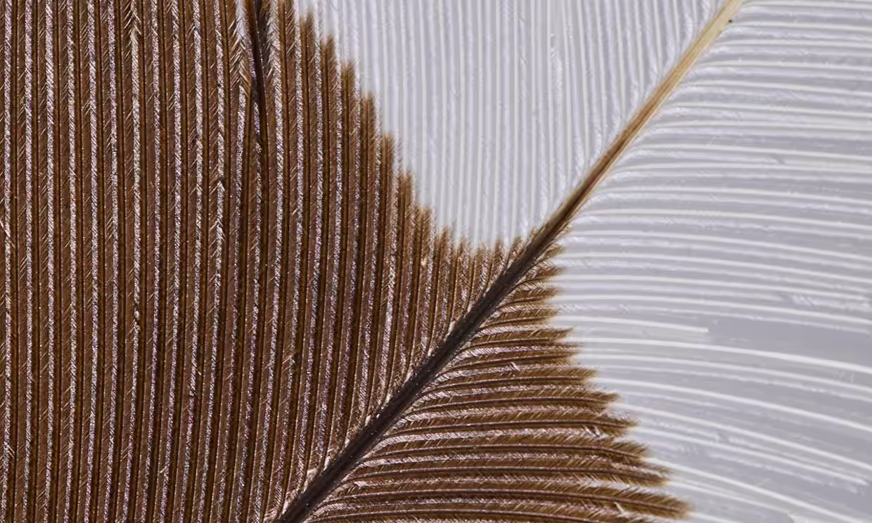 Long vu,  Long chim Huia anh 1