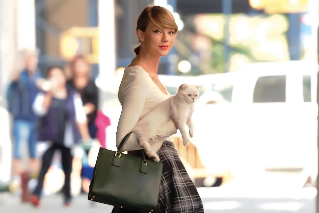 Meo cua Taylor Swift,  meo Scottish folds anh 1