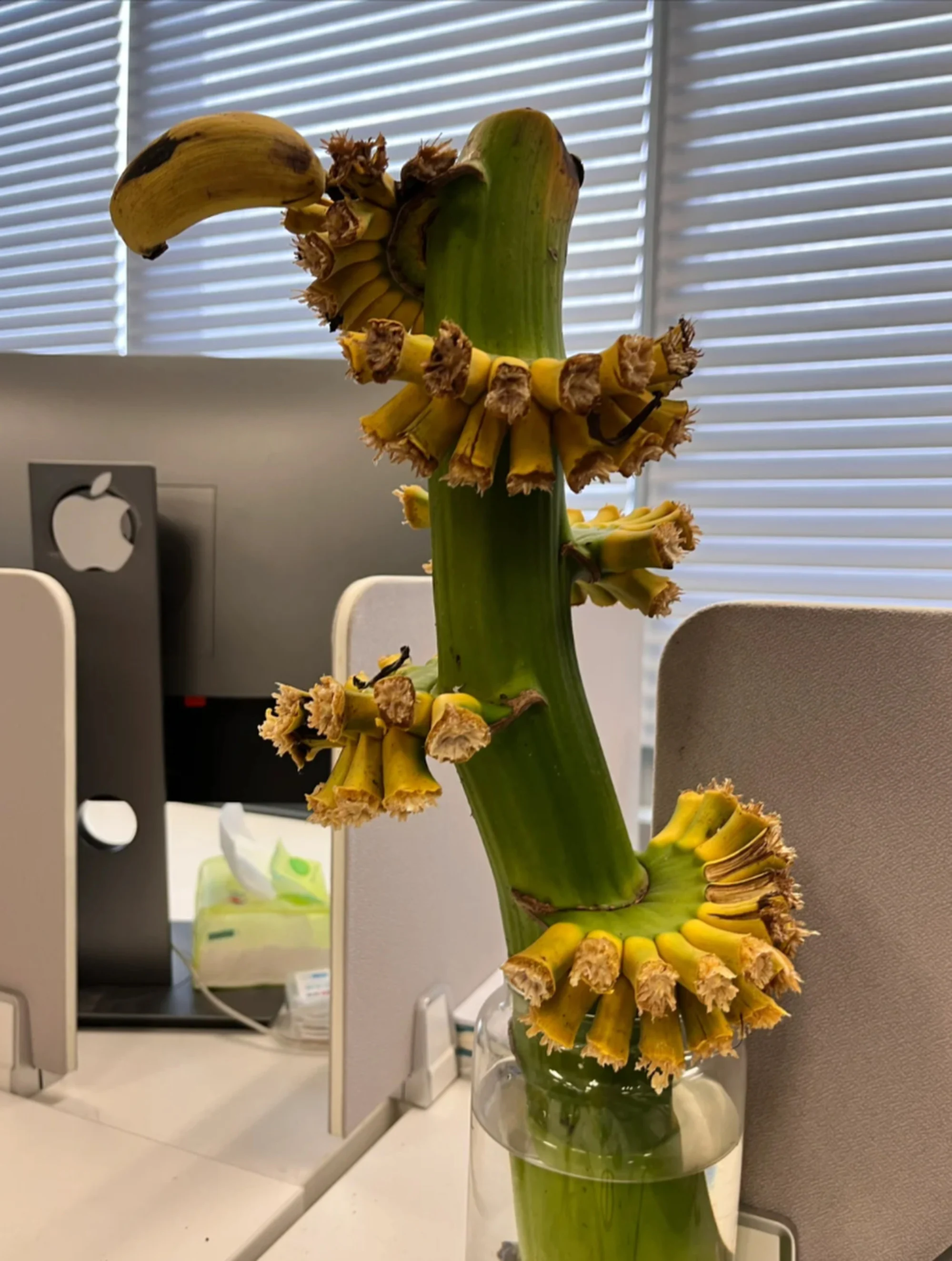 Trong chuoi,  Trai cay,  van phong lam viec anh 2