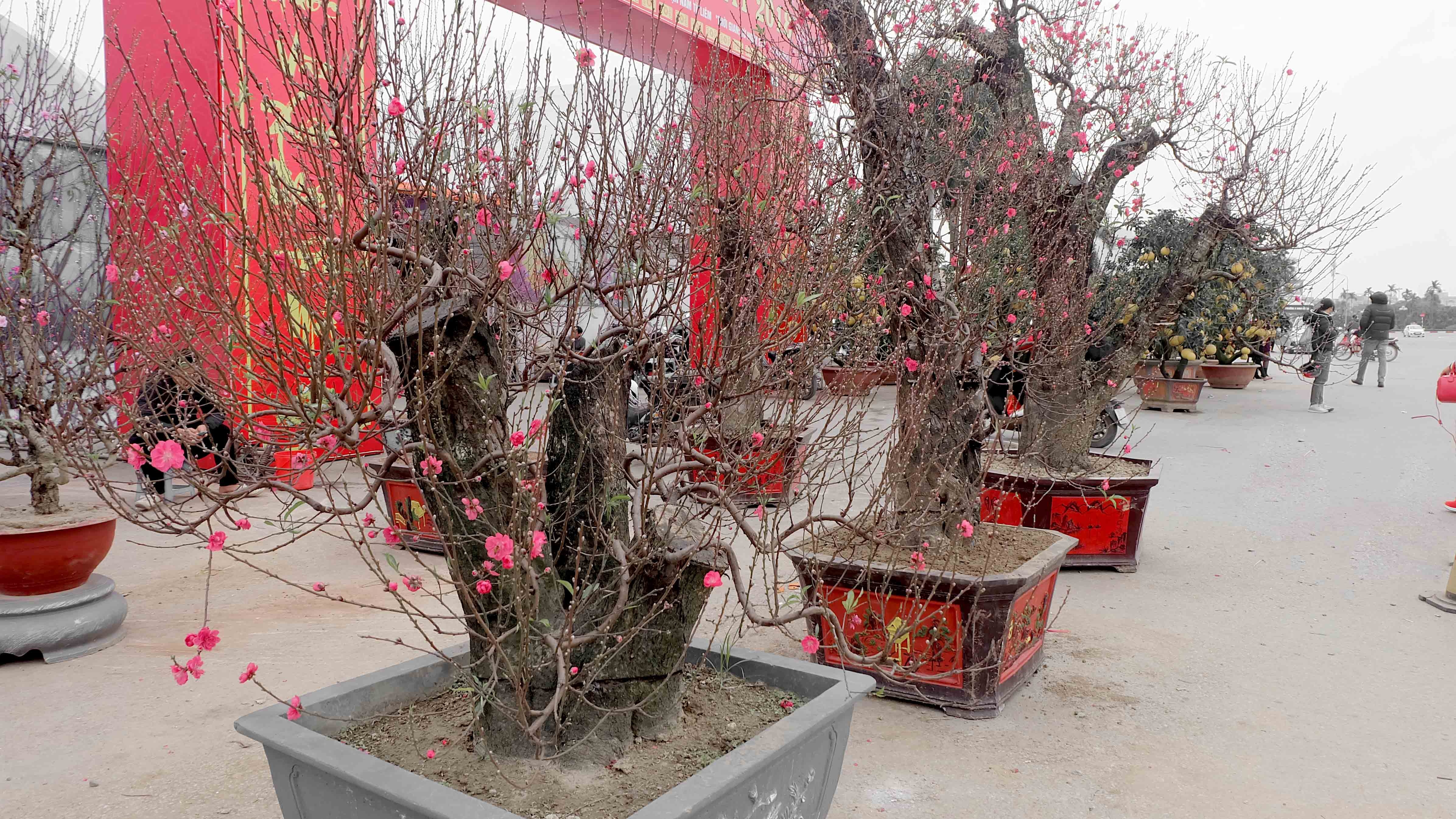 Dao co thu choi Tet gia hang chuc trieu o Ha Noi hinh anh