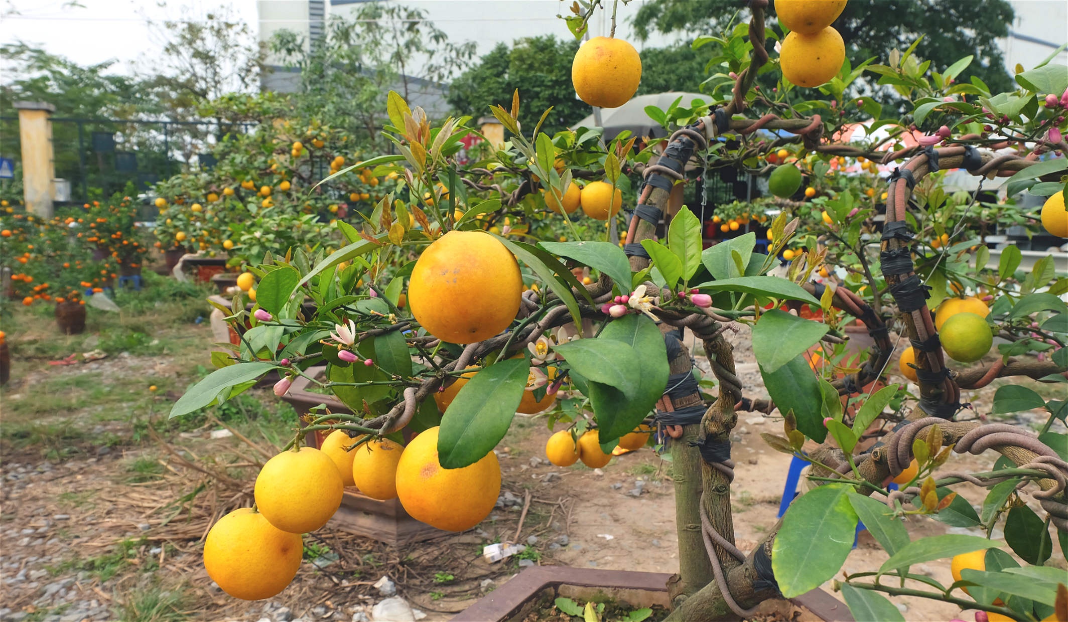 Chanh vang bonsai duoc quang cao bon bang bot do tuong hut khach hinh anh