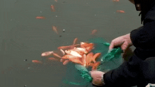 Chich dien vot ca chep vua tha mac nguoi dan van nai hinh anh