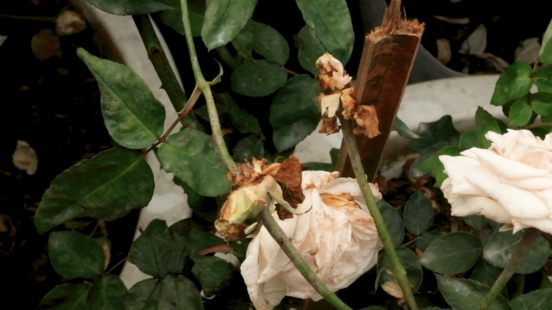 Nhieu hoa heo ngay trong ngay khai mac le hoi hoa hong hinh anh