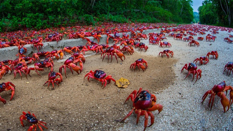 Ngam cua do di cu va ve dep hon dao don nam moi som nhat the gioi hinh anh