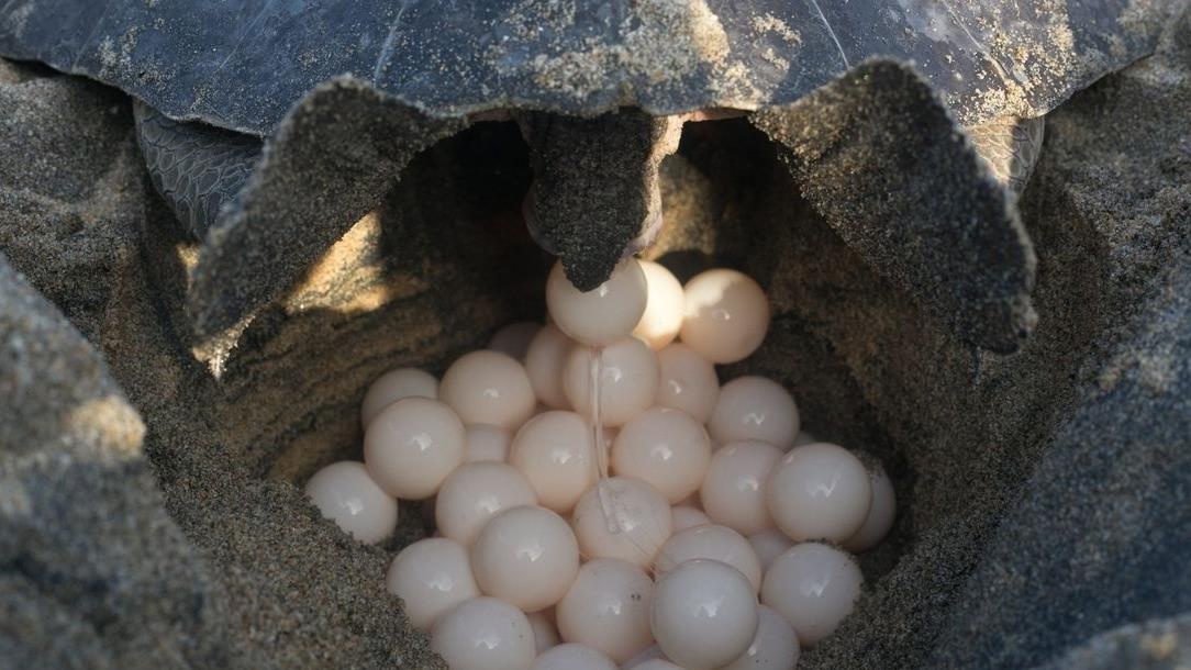 Xem rua de trung o Con Dao, hoat dong y nghia khong the bo qua hinh anh