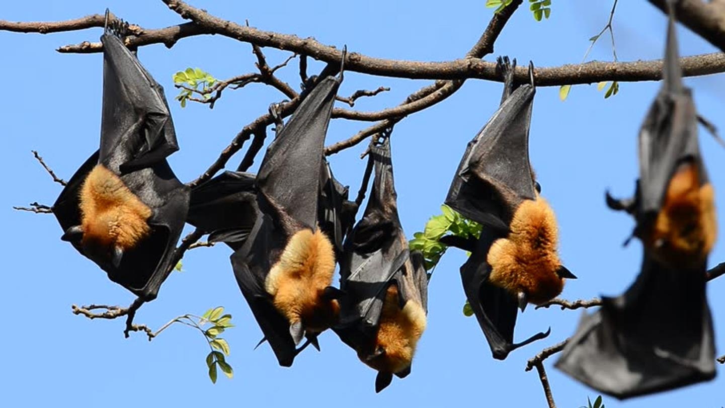 #Justgo: Doi khong lo dau thanh bay tren cay tai ngoi chua o Soc Trang hinh anh