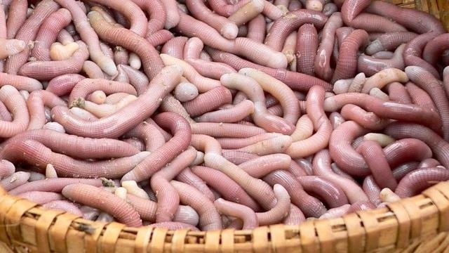 Dac san 'rong dat' o Quang Ninh thach thuc su gan da cua thuc khach hinh anh