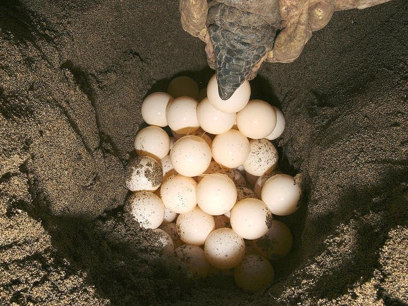 Trai nghiem Con Dao xinh dep mua rua de trung hinh anh