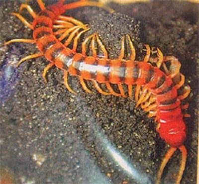 Con ret dai 5 cm chui vao tai be gai o Sai Gon hinh anh