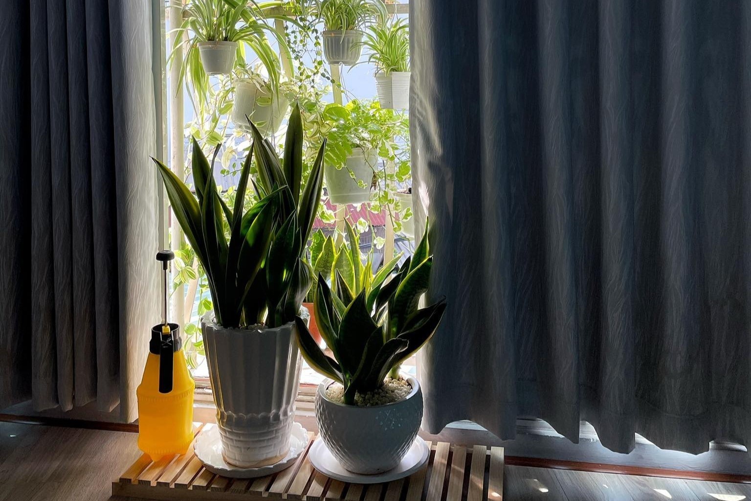 trang tri nha cua voi cay xanh anh 2