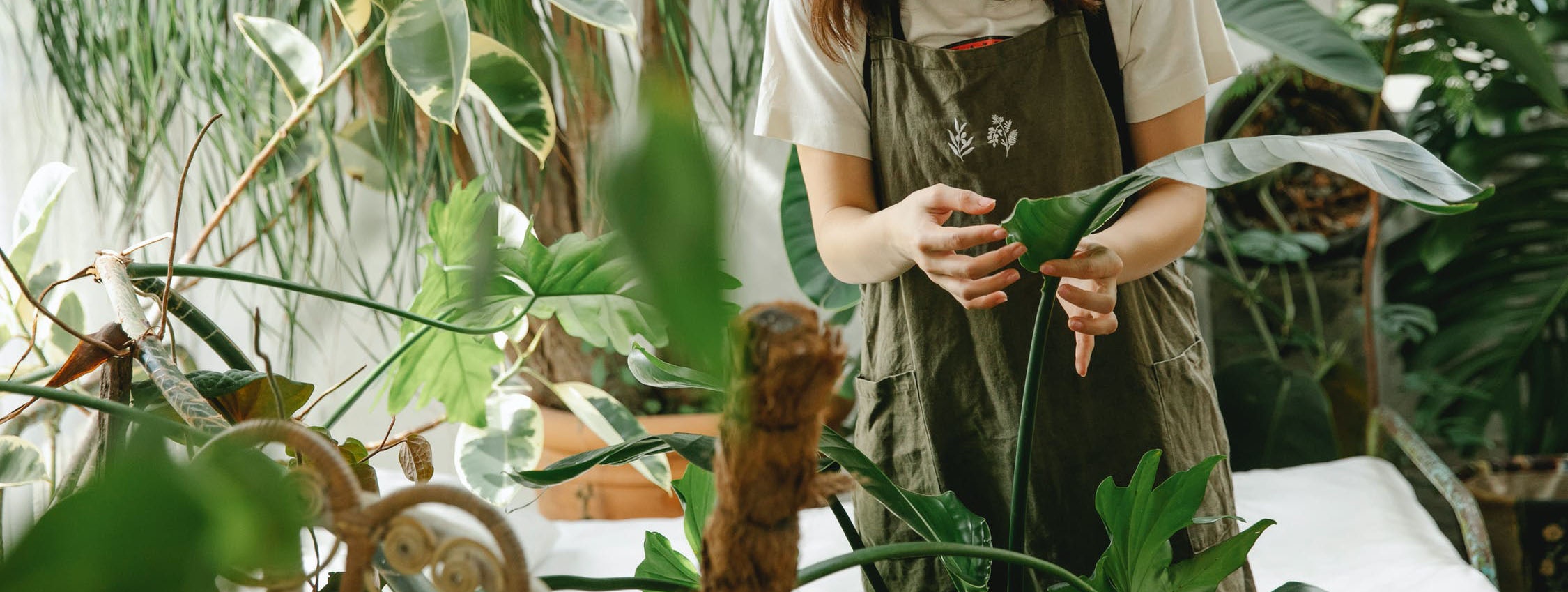 trang tri nha cua voi cay xanh anh 1