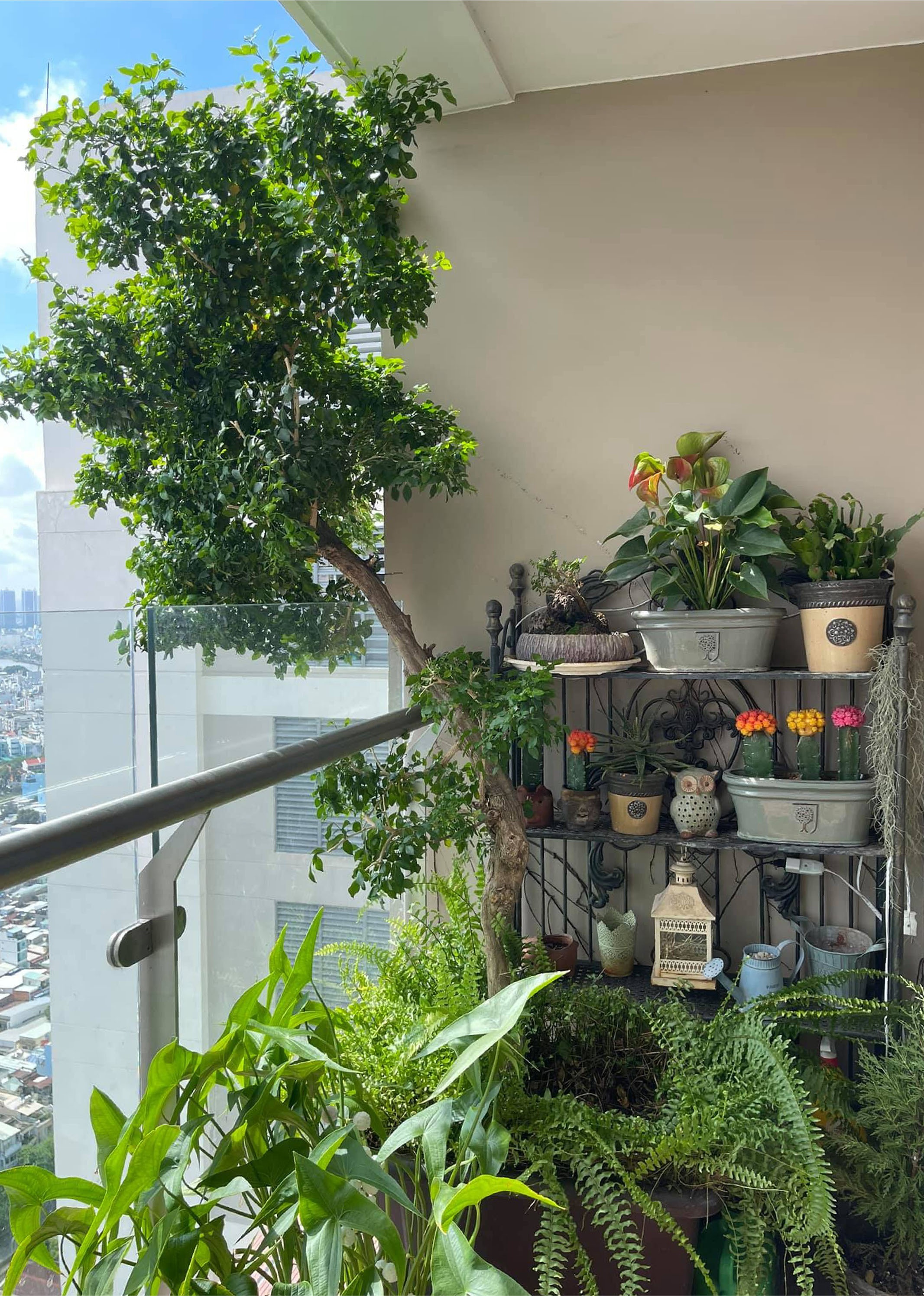 trong cay o ban cong,  khu vuon tren may,  cay xanh,  cay trong nha anh 1