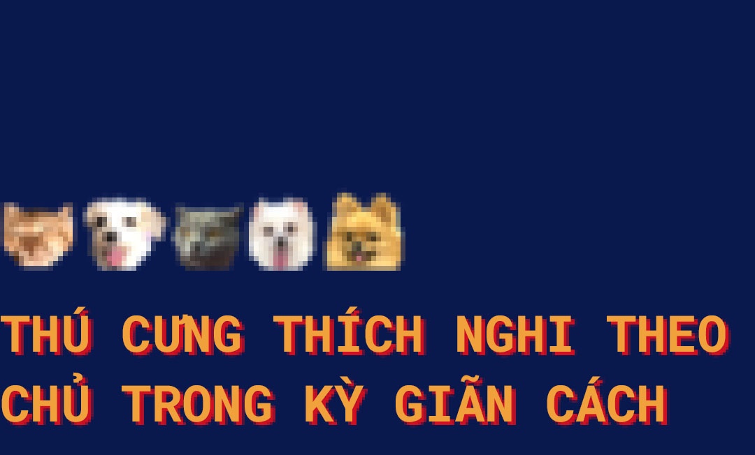 chăm sóc,  thú cưng,  chăm sóc thú cưng khi giãn cách,  giãn cách xã hội ảnh 1 cham soc,  thu cung,  cham soc thu cung khi gian cach,  gian cach xa hoi anh 1