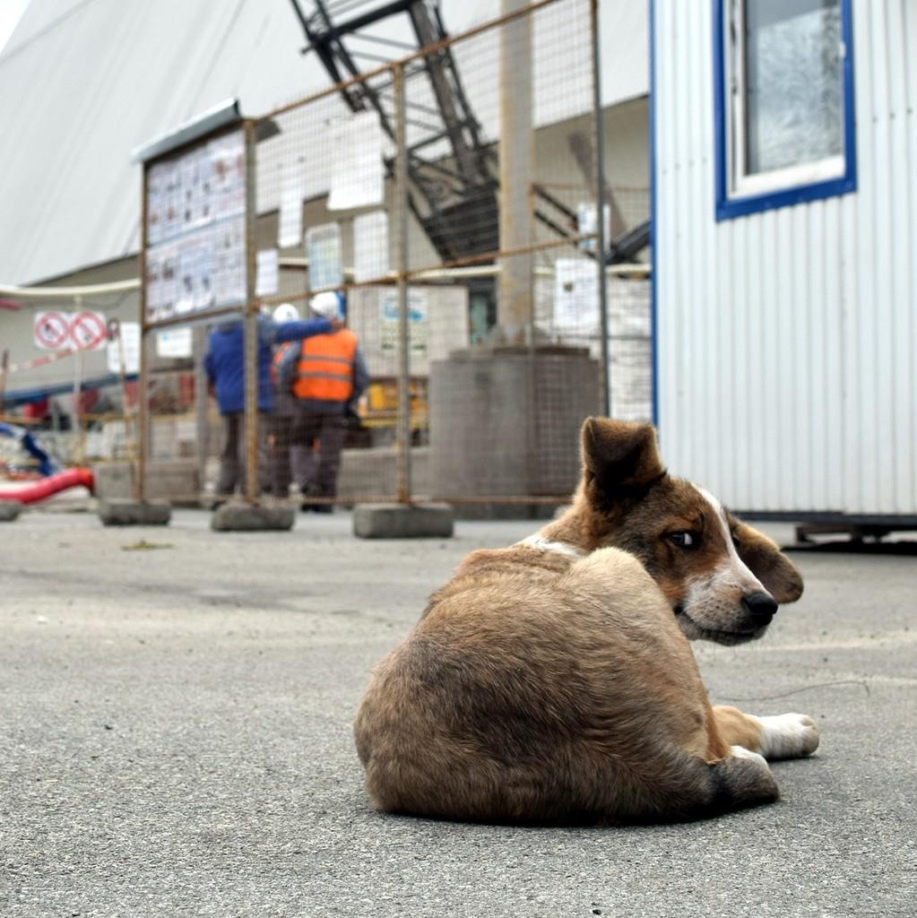 Thien nhien Chernobyl anh 12