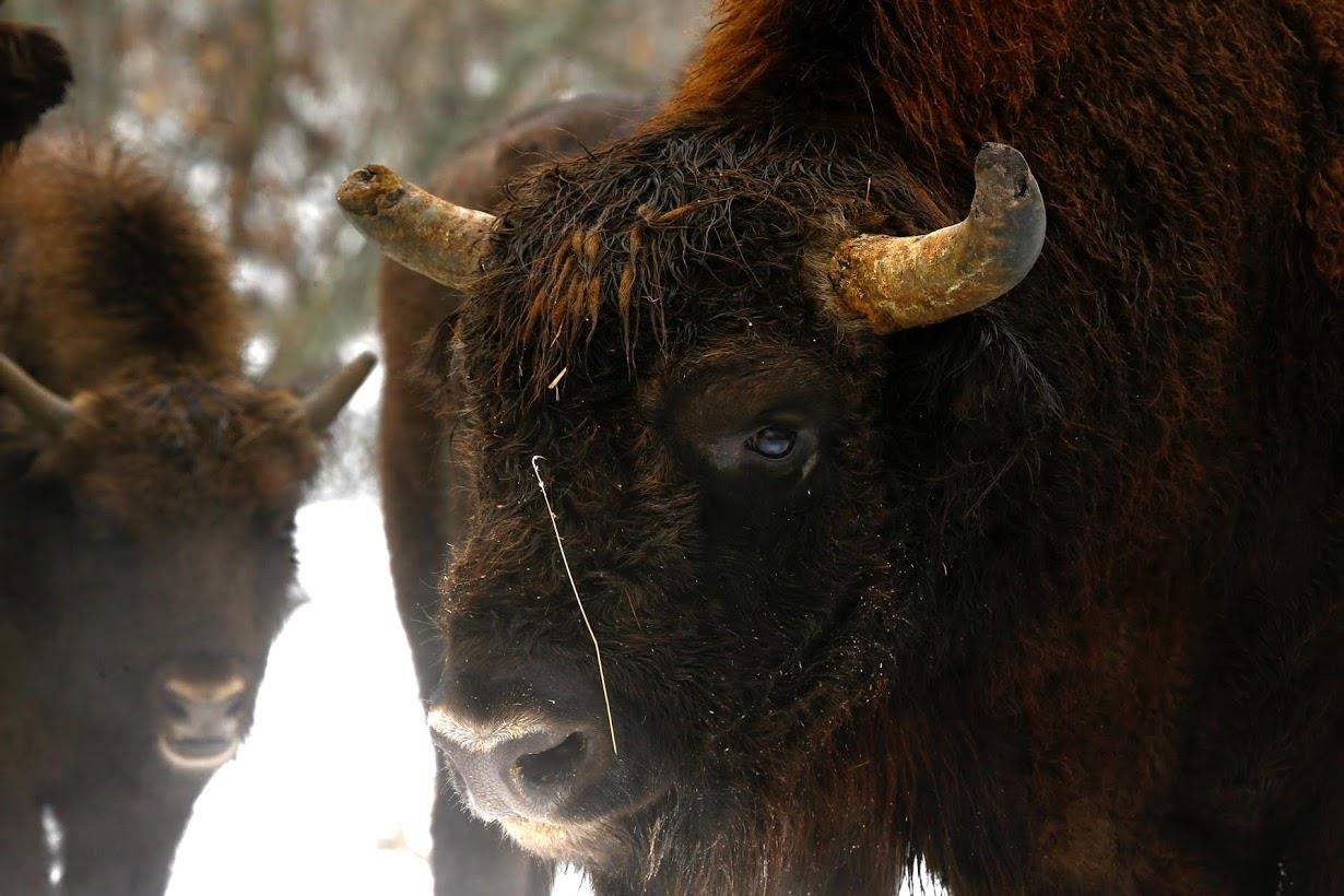 Thien nhien Chernobyl anh 4