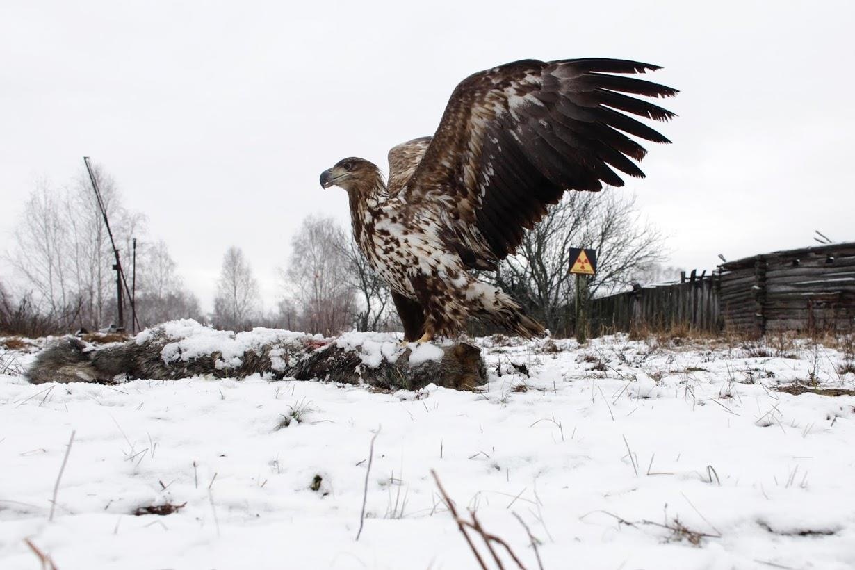 Thien nhien Chernobyl anh 5