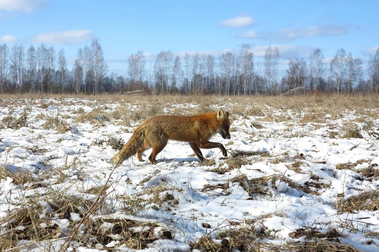 Thien nhien Chernobyl anh 6