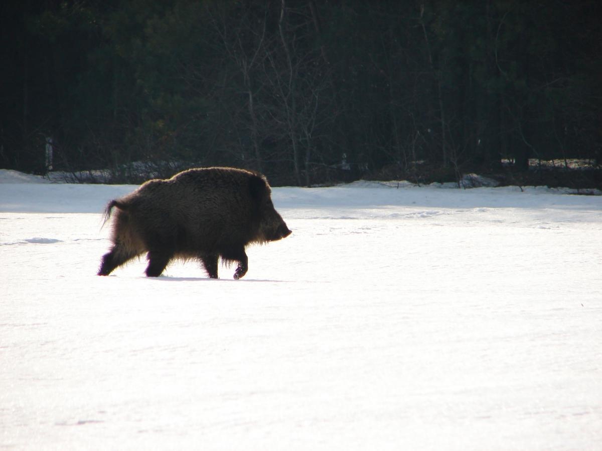 Thien nhien Chernobyl anh 7