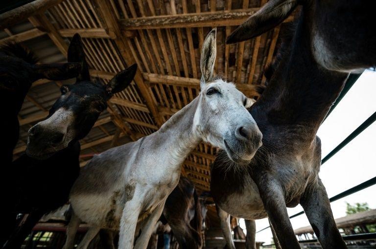 phô mai lừa ảnh 2 pho mai lua anh 2