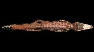 Ca sau bi uop xac voi con moi con trong bung de te than hinh anh