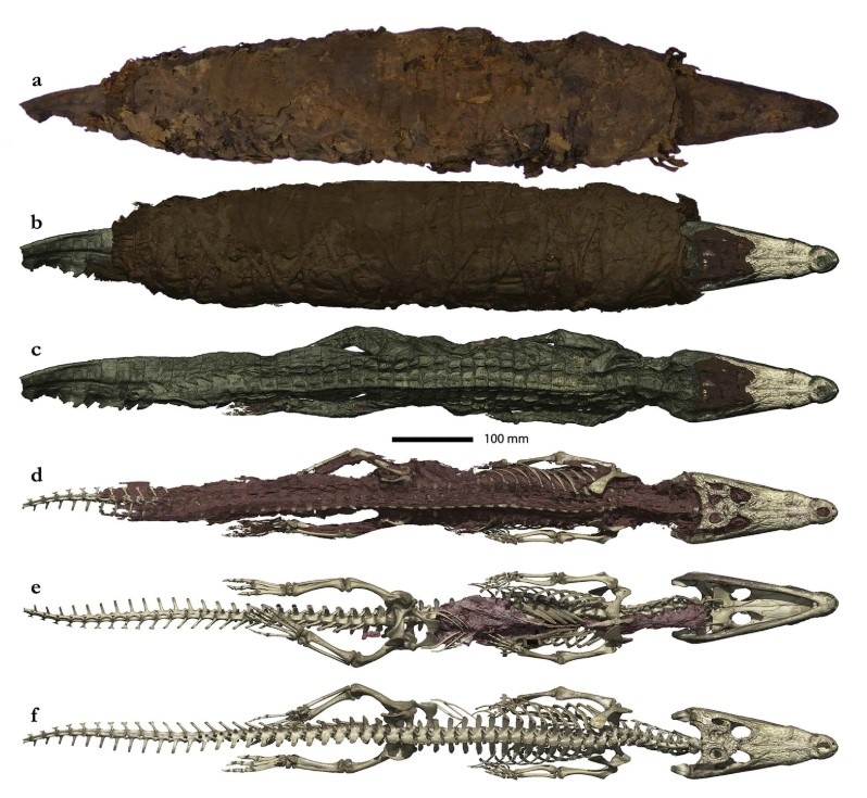 xác ướp, cá sấu, ai cập, cổ đại, động vật ảnh 2 xac uop, ca sau, ai cap, co dai, dong vat anh 2