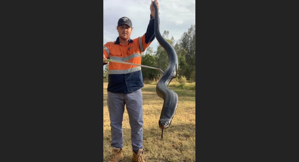 phat hien ran den bung do khong lo anh 1