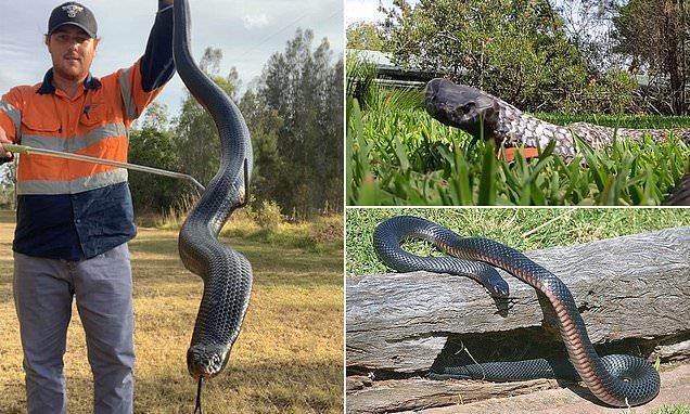 Tim thay ran den bung do beo phi trong truong ban o Australia hinh anh