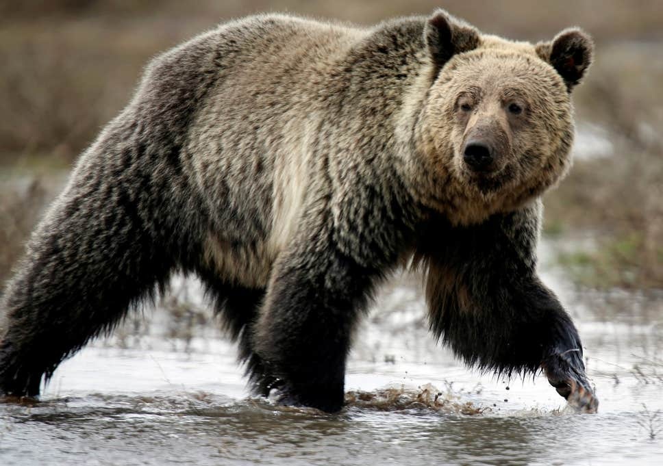 Gau xam tan cong tho san gay chan dong o My hinh anh