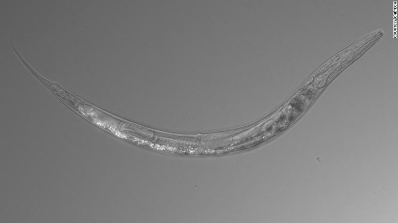 Phat hien giun co 3 gioi tinh, sinh san vua vo tinh vua huu tinh hinh anh