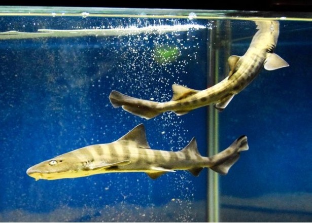 Ca map sinh con khong can ca duc gay sung sot thuy cung Nhat hinh anh