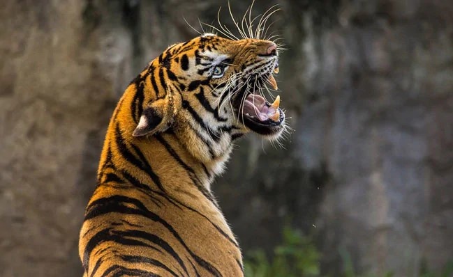 Ho vo chet nguoi trong vuon ca phe o Indonesia hinh anh