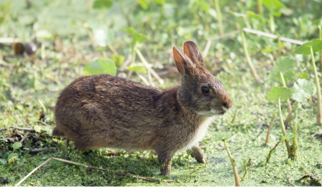 tran mien dien o My anh 3