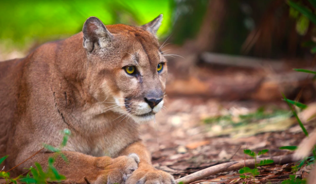 tran mien dien o My anh 6