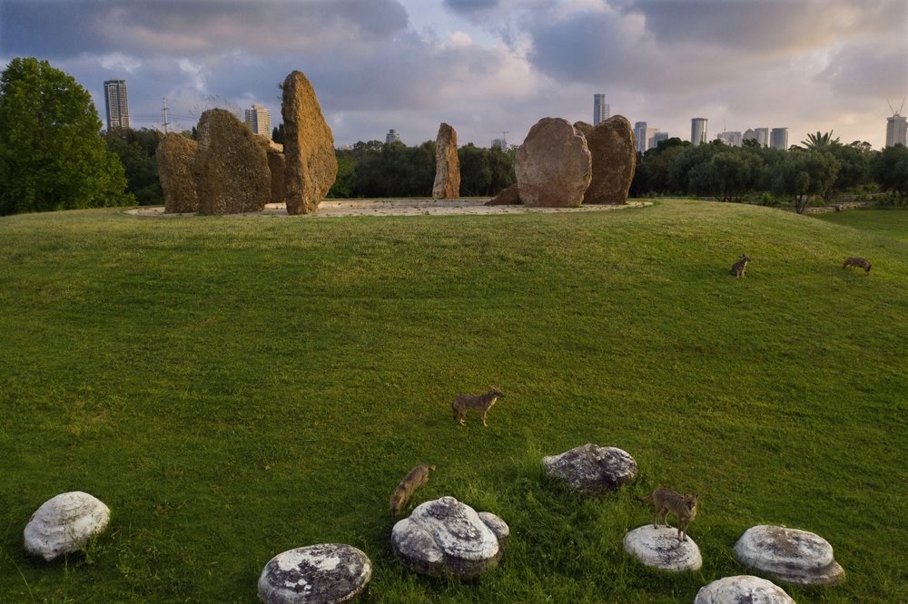 the gioi hoang vang vi virus anh 12