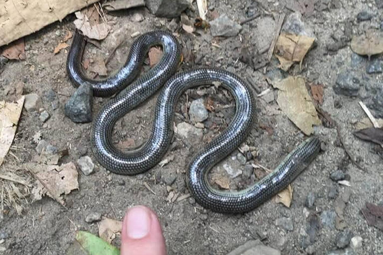 phat hien ran moi,  ran bun selangor anh 3