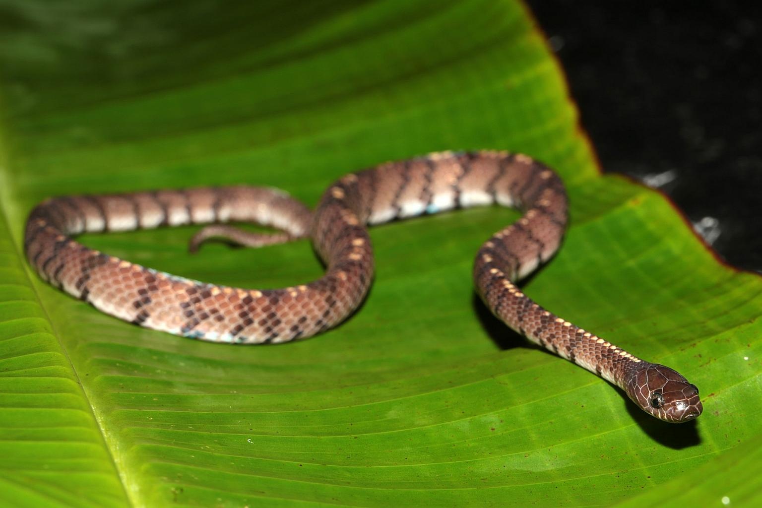 phat hien ran moi,  ran bun selangor anh 5