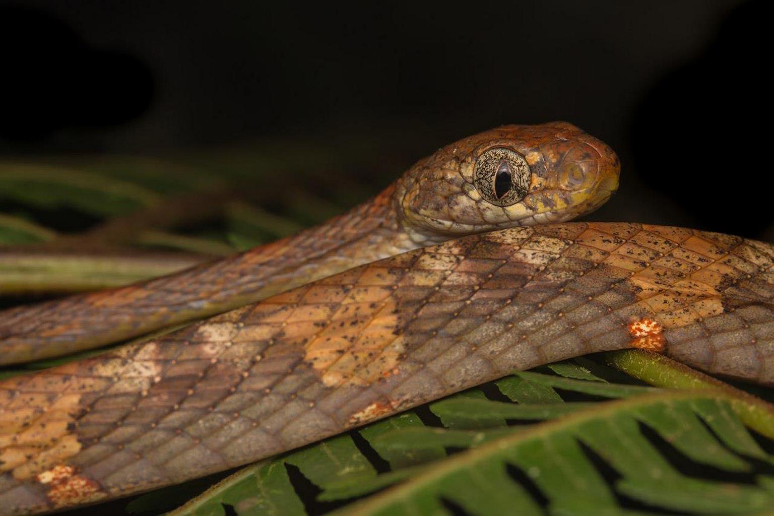 phat hien ran moi,  ran bun selangor anh 6