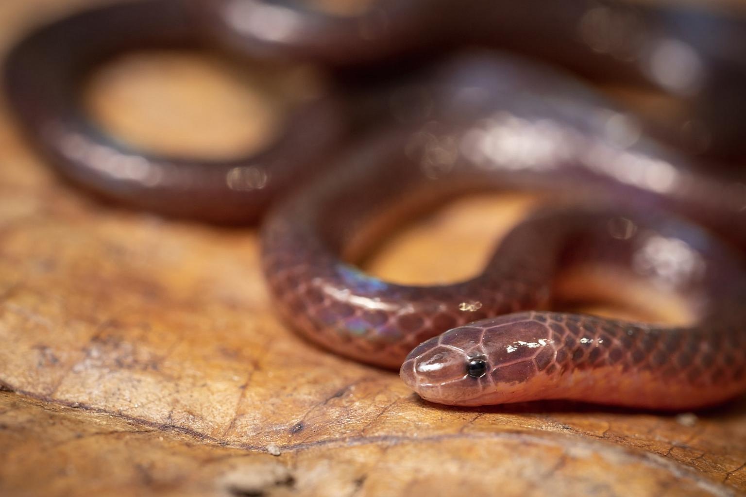 phat hien ran moi,  ran bun selangor anh 7